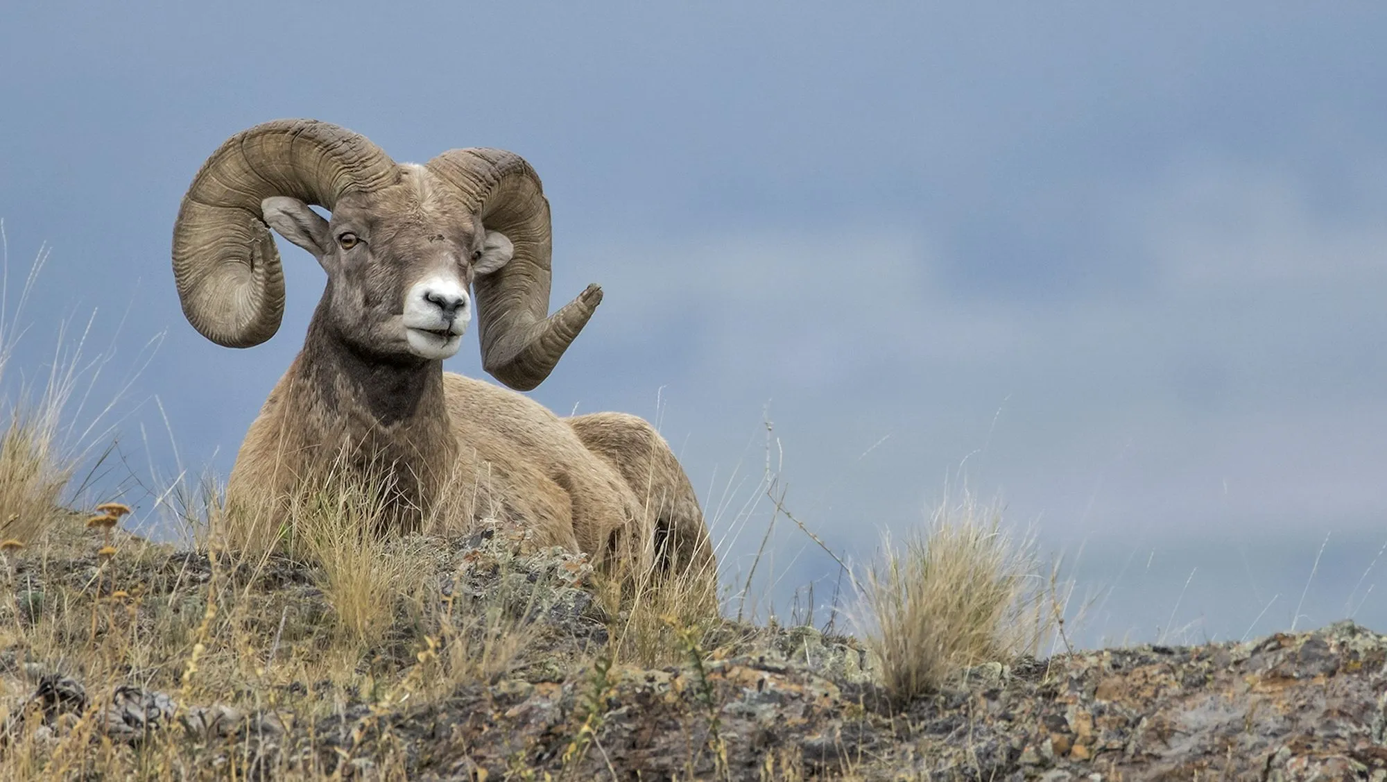 A bighorn sheep standing near a rocky hiking trail in a US national park with hikers far in the background, telephoto wildlife photograph