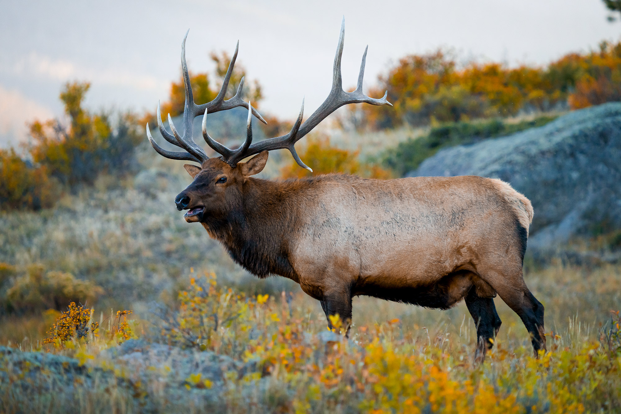 A bull elk standing in a green meadow in Rocky Mountain National Park with hikers visible far in the background, realistic telephoto wildlife photo