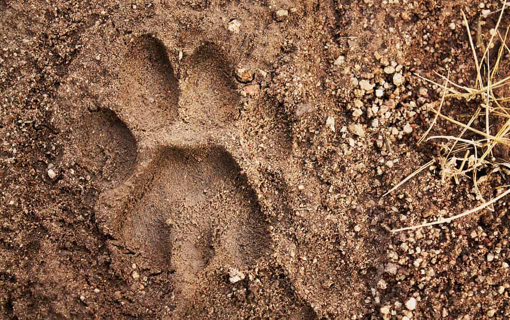 A close-up photo of a fresh mountain lion paw print pressed into a muddy hiking trail, with clear toe pads and no visible claw marks