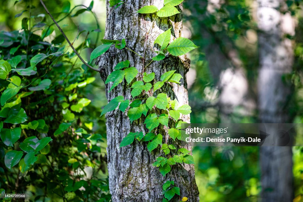 A close-up real photograph of a poison ivy vine with three glossy green leaflets climbing a rough tree trunk in a shaded forest