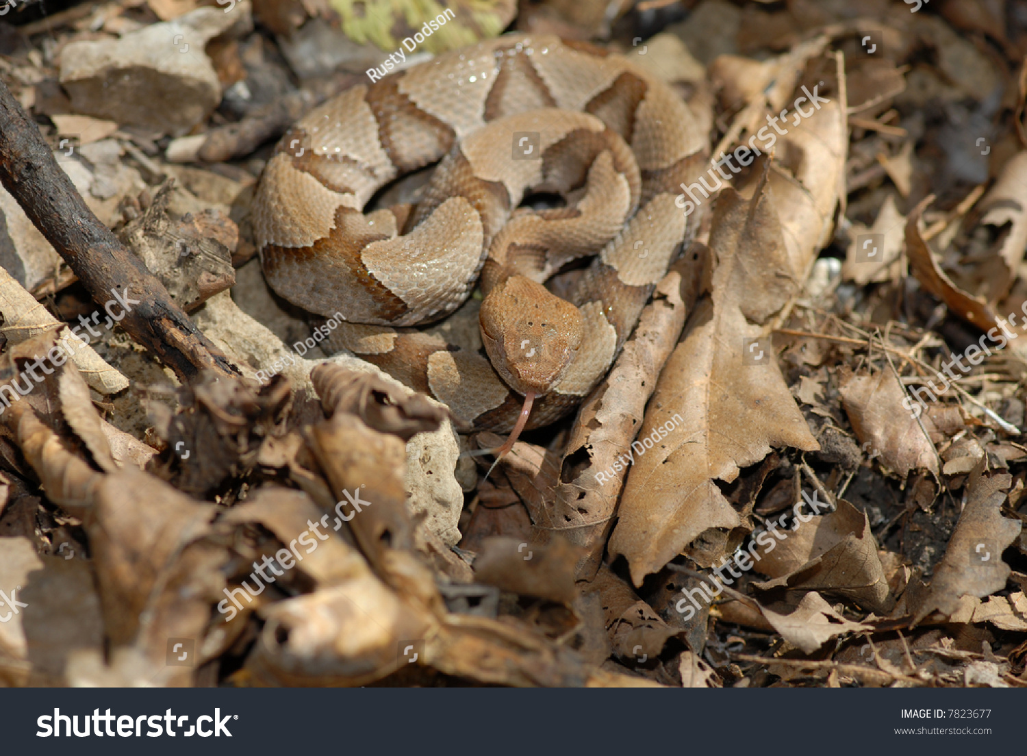 A copperhead snake coiled on brown leaf litter in a shady eastern forest, its coppery head and hourglass banding visible, real wildlife photo style