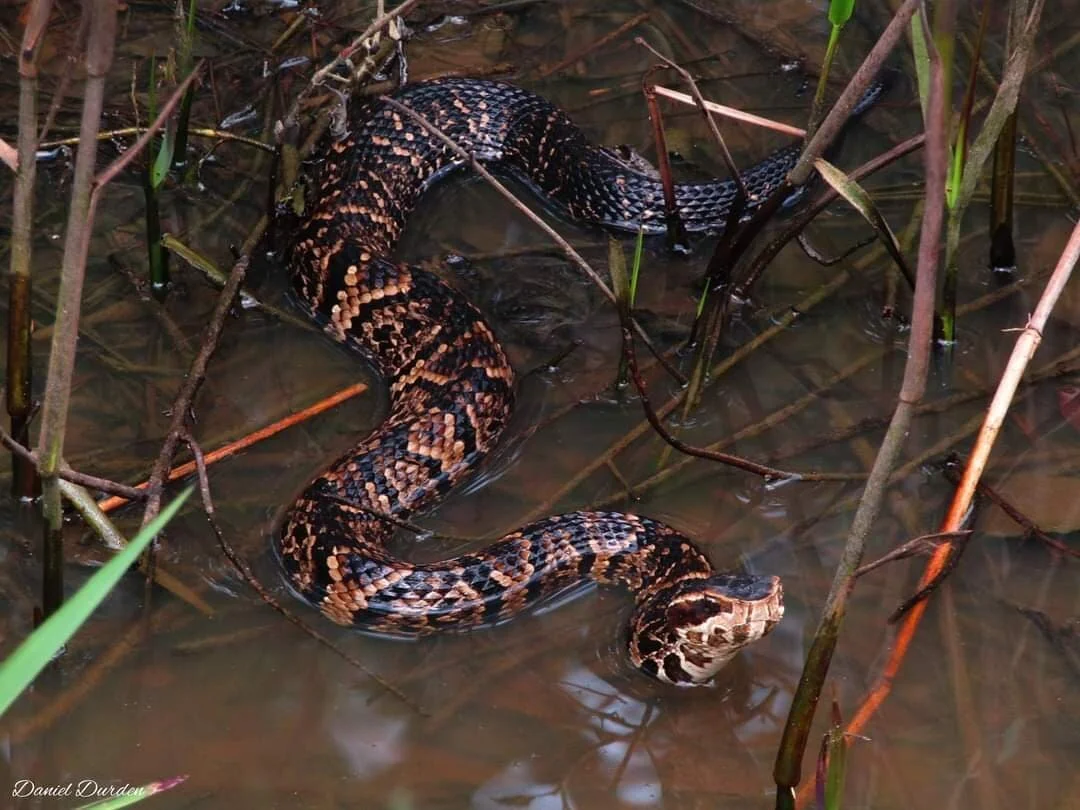 A cottonmouth snake resting on a damp fallen log beside still swamp water, dark body and broad head visible, real wildlife photography style