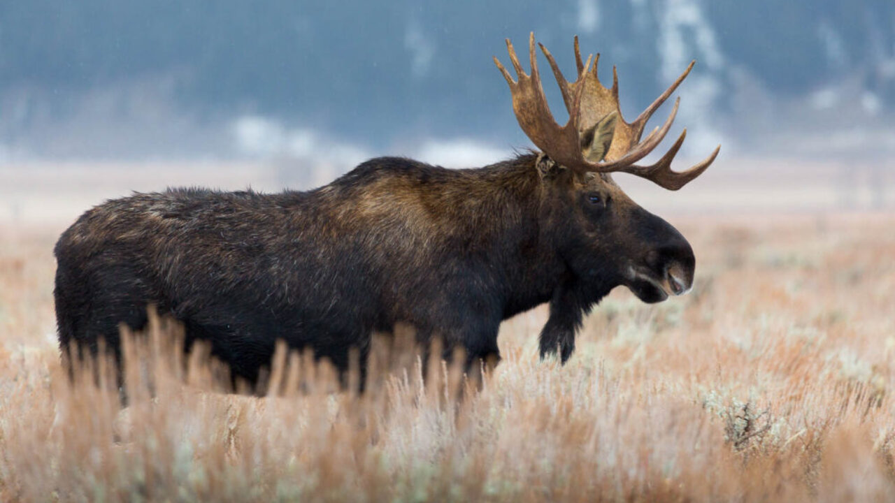 A cow moose standing among dense green willows near a river in Grand Teton National Park, realistic wildlife photography