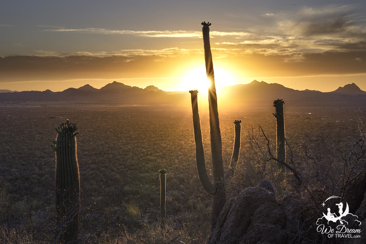 A desert overlook at sunset with multiple saguaros silhouetted against a pink and orange sky, real landscape photography
