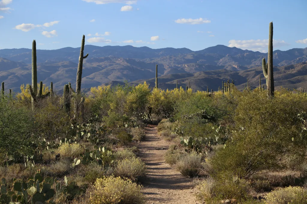 A dusty desert trail winding between tall saguaros and prickly pear, with the Rincon Mountains beyond, real hiking photo