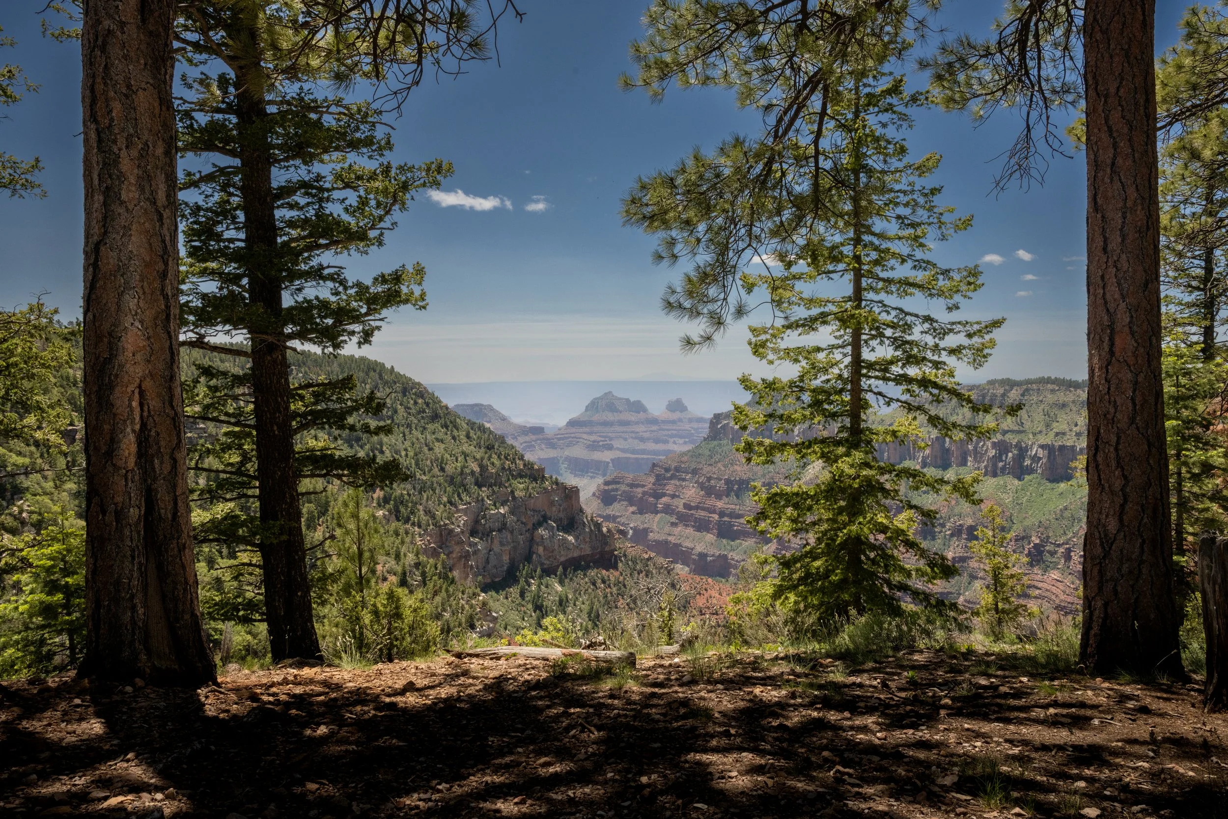 A forest trail on the North Rim opening to a broad Grand Canyon vista with layered red rock and distant buttes under clear light, photorealistic landscape photography