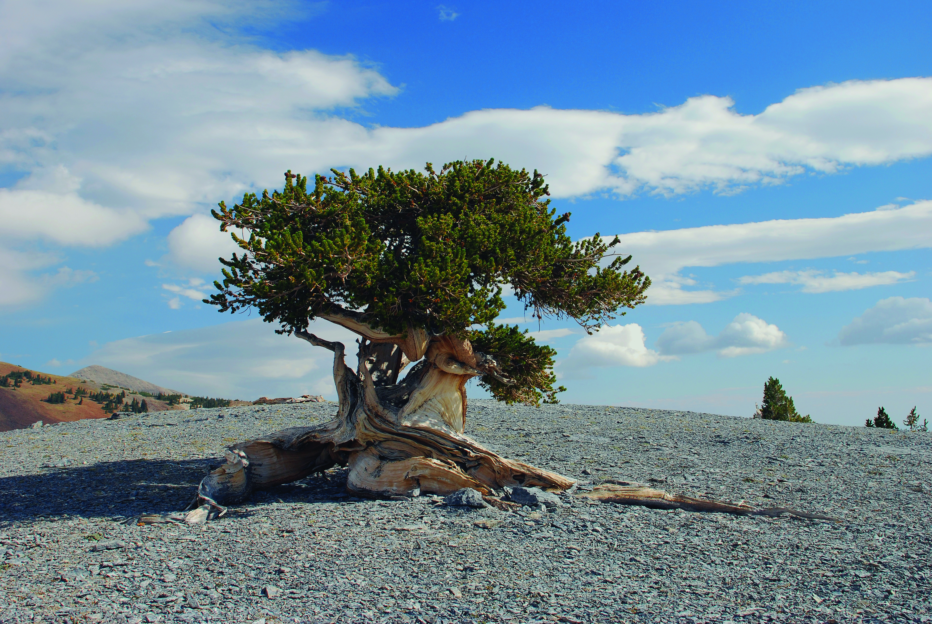 A gnarled ancient bristlecone pine tree on a rocky ridge in Great Basin National Park, Nevada, with dramatic bark texture and blue sky, realistic photography