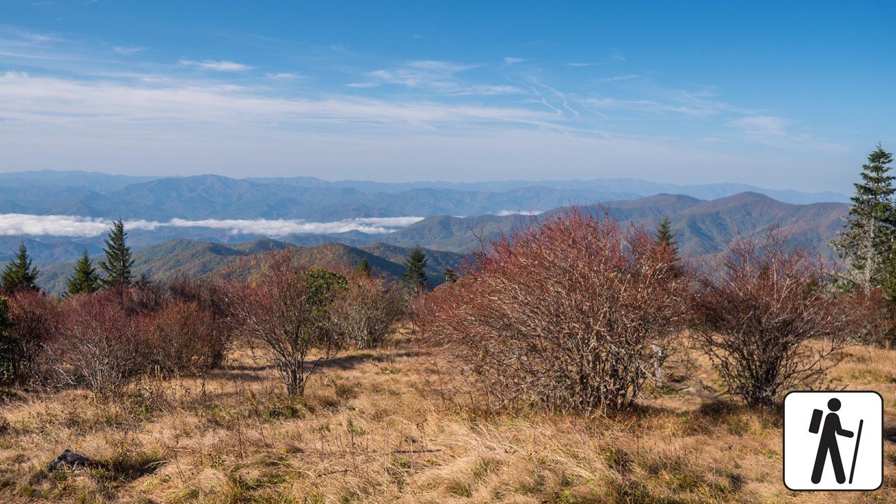 A grassy bald with low shrubs and distant mountain ridges under a bright sky in the Kuwohi area of Great Smoky Mountains National Park, real photograph