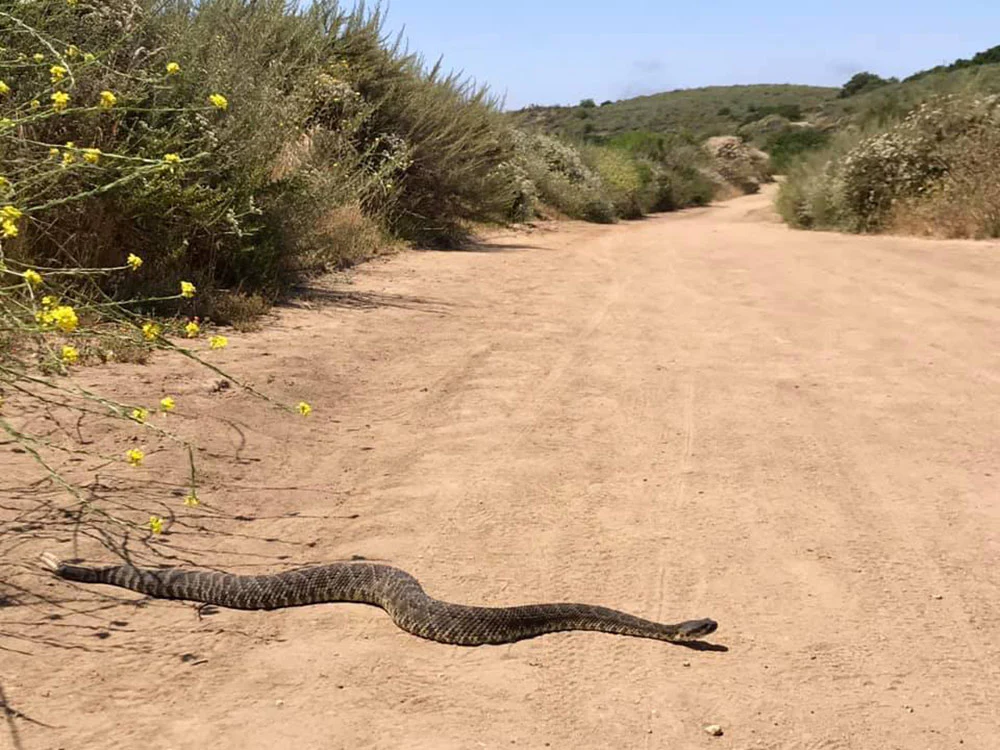 A hiker on a sunlit desert hiking trail slowly backing away from a coiled rattlesnake near the edge of the path, real outdoor photography style