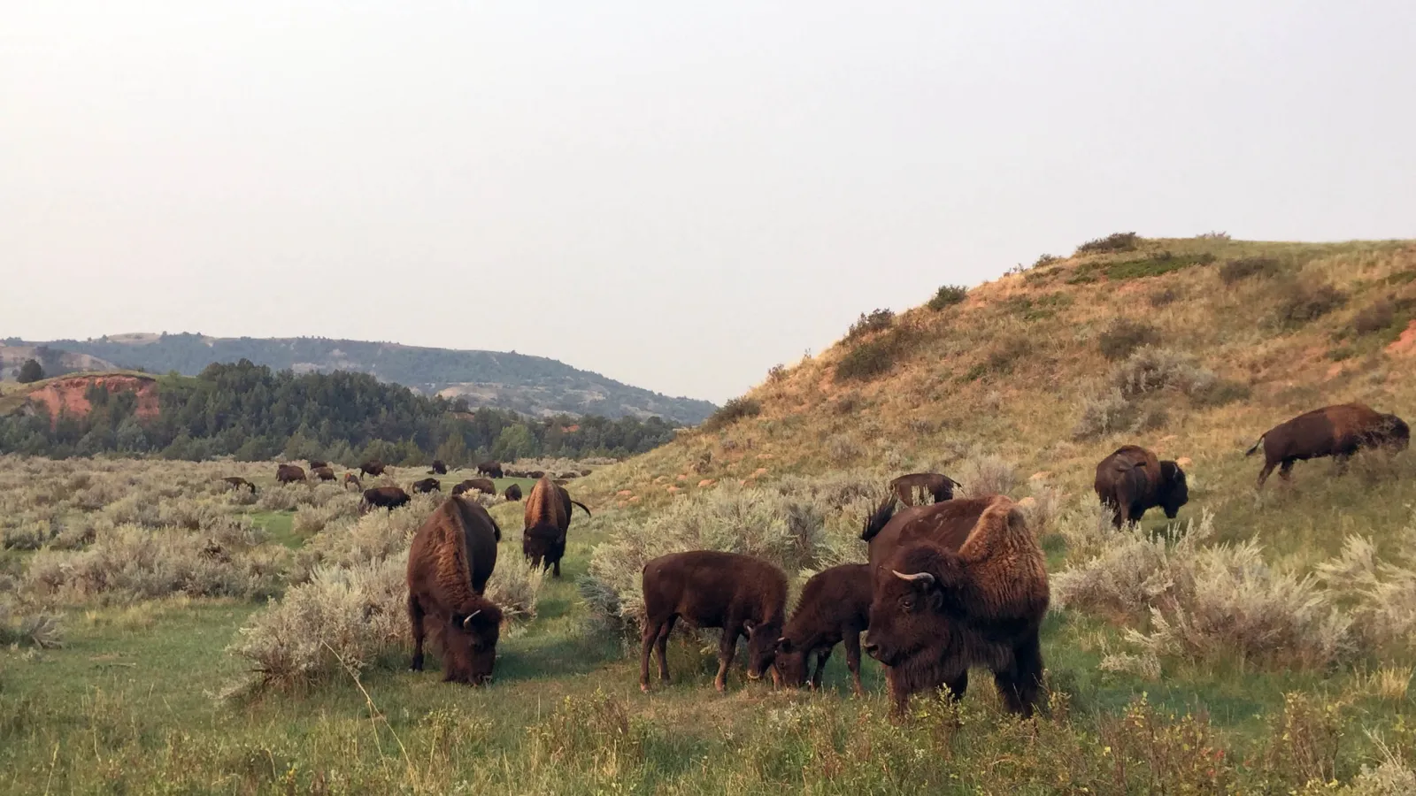 A large bison grazing in golden prairie grass near a park road in the South Unit of Theodore Roosevelt National Park, with badlands hills in the background, wildlife photography