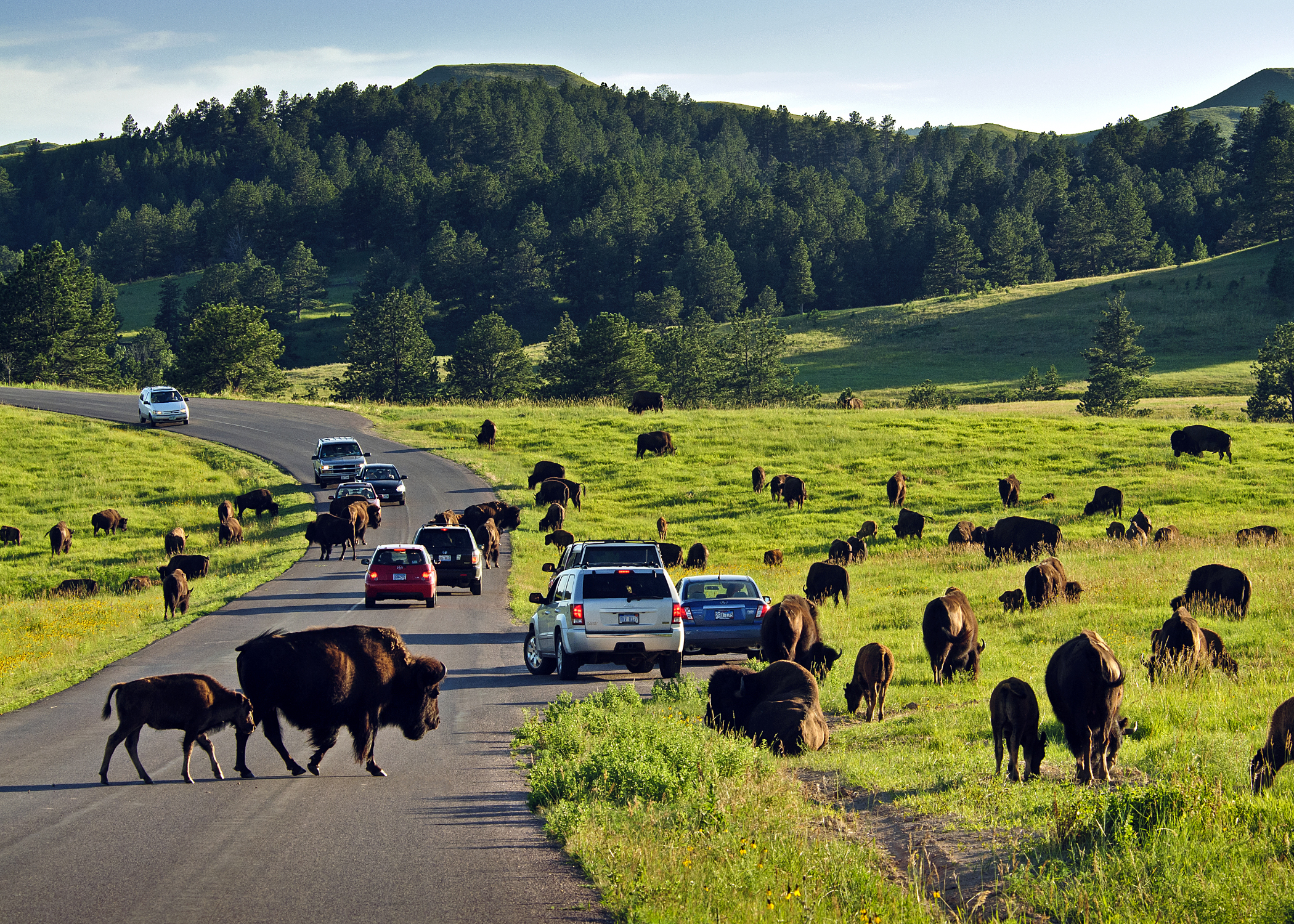 A large herd of American bison standing and grazing beside a two-lane road in Custer State Park on a sunny summer day, with pine-covered hills in the background, realistic travel photography style