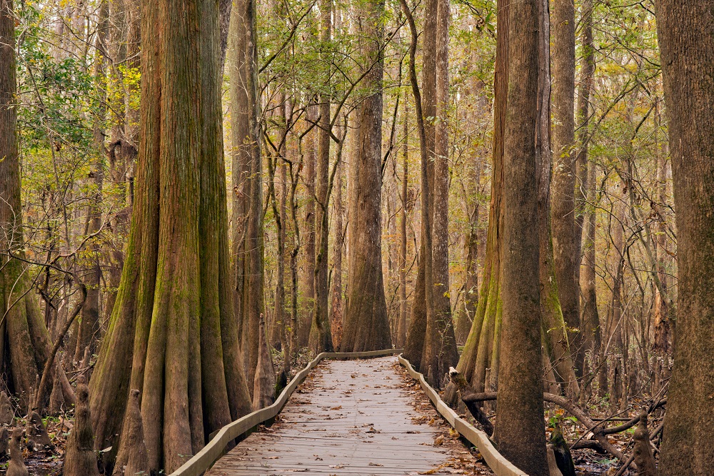 A long wooden boardwalk stretching through tall bald cypress and tupelo trees in Congaree National Park with dappled sunlight and lush undergrowth