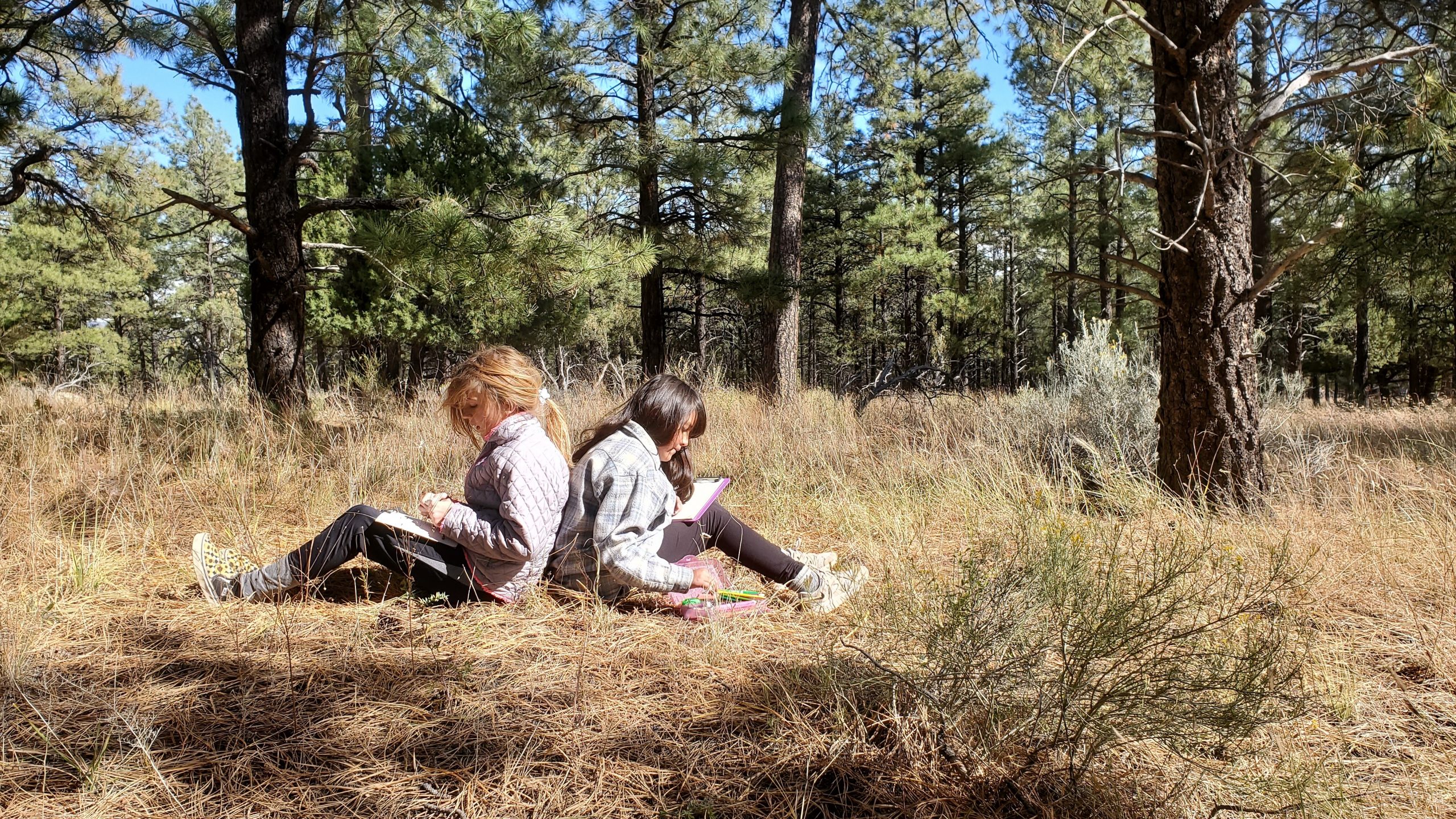 A maintained hiking trail in a forest with a clear dirt tread, next to a faint narrower social path peeling off into brush, realistic photography style