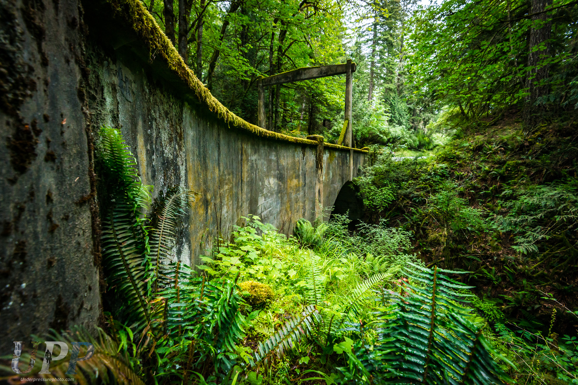 A narrow dirt trail in Moran State Park on Orcas Island lined with mossy evergreen trees and ferns on a damp morning, real outdoor photo