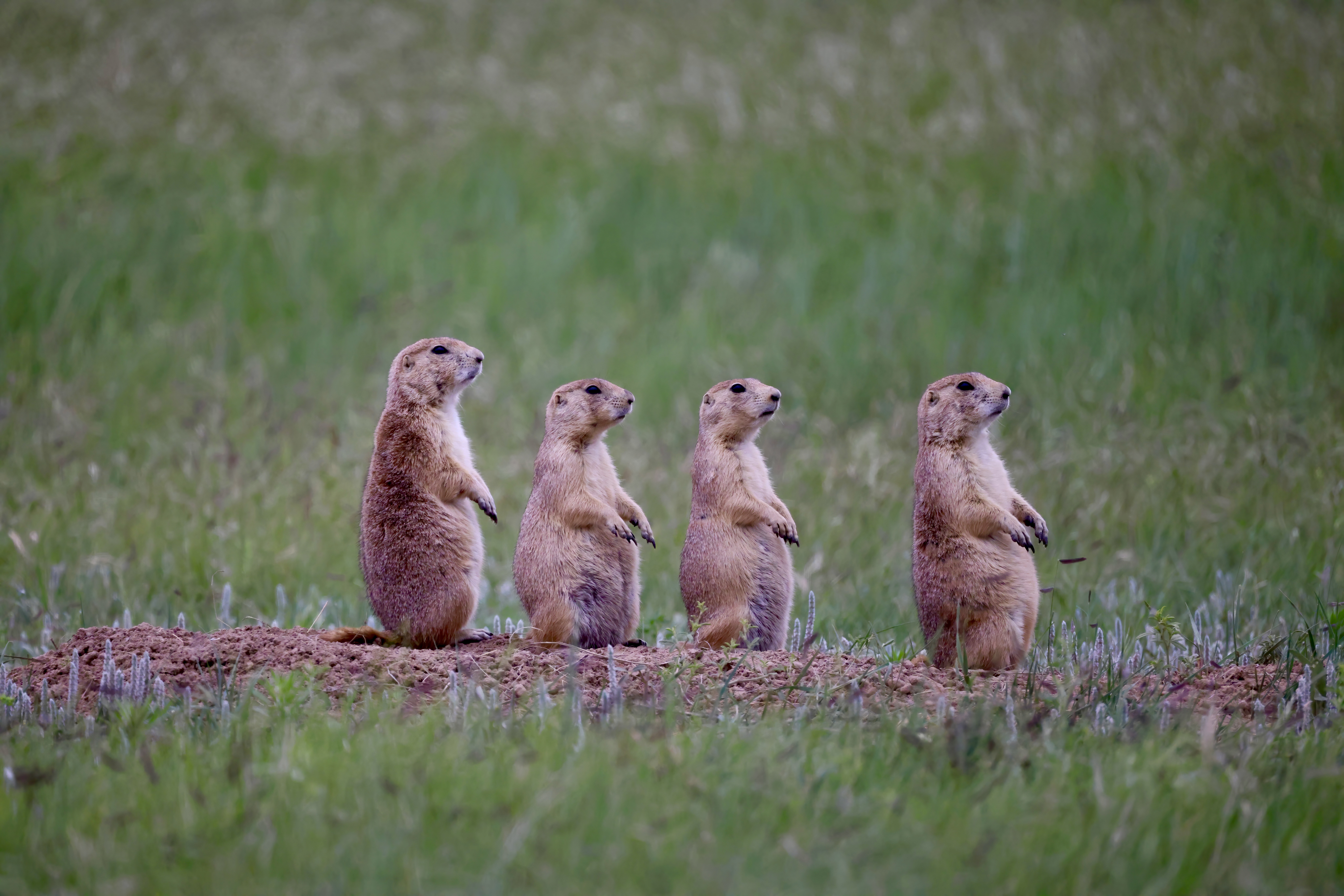 A prairie dog standing upright at the edge of its burrow in a grassy prairie dog town at Wind Cave National Park, with soft hills in the background