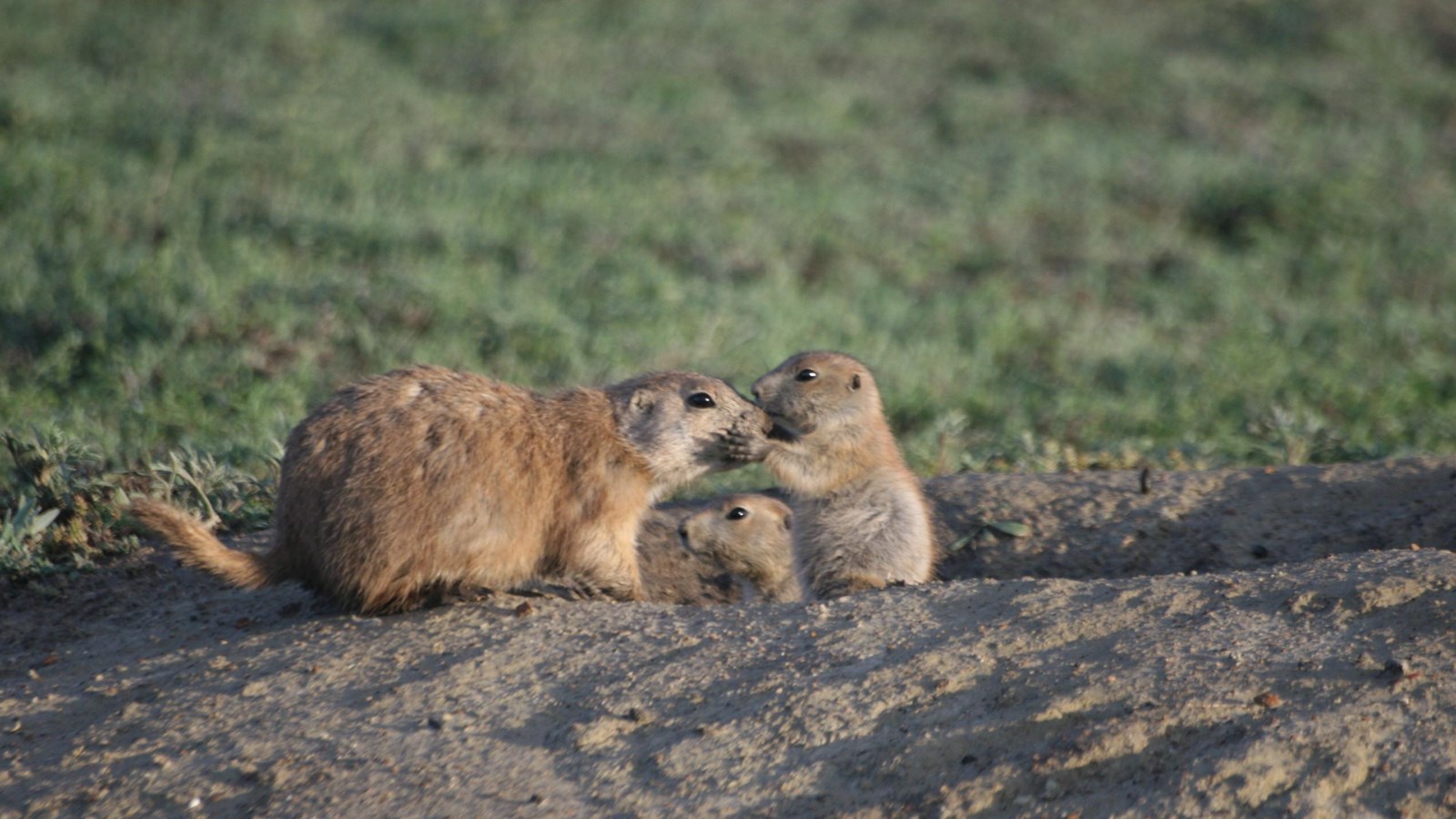 A prairie dog standing upright beside its burrow in short grass near a roadside pullout in Theodore Roosevelt National Park, natural light wildlife photo