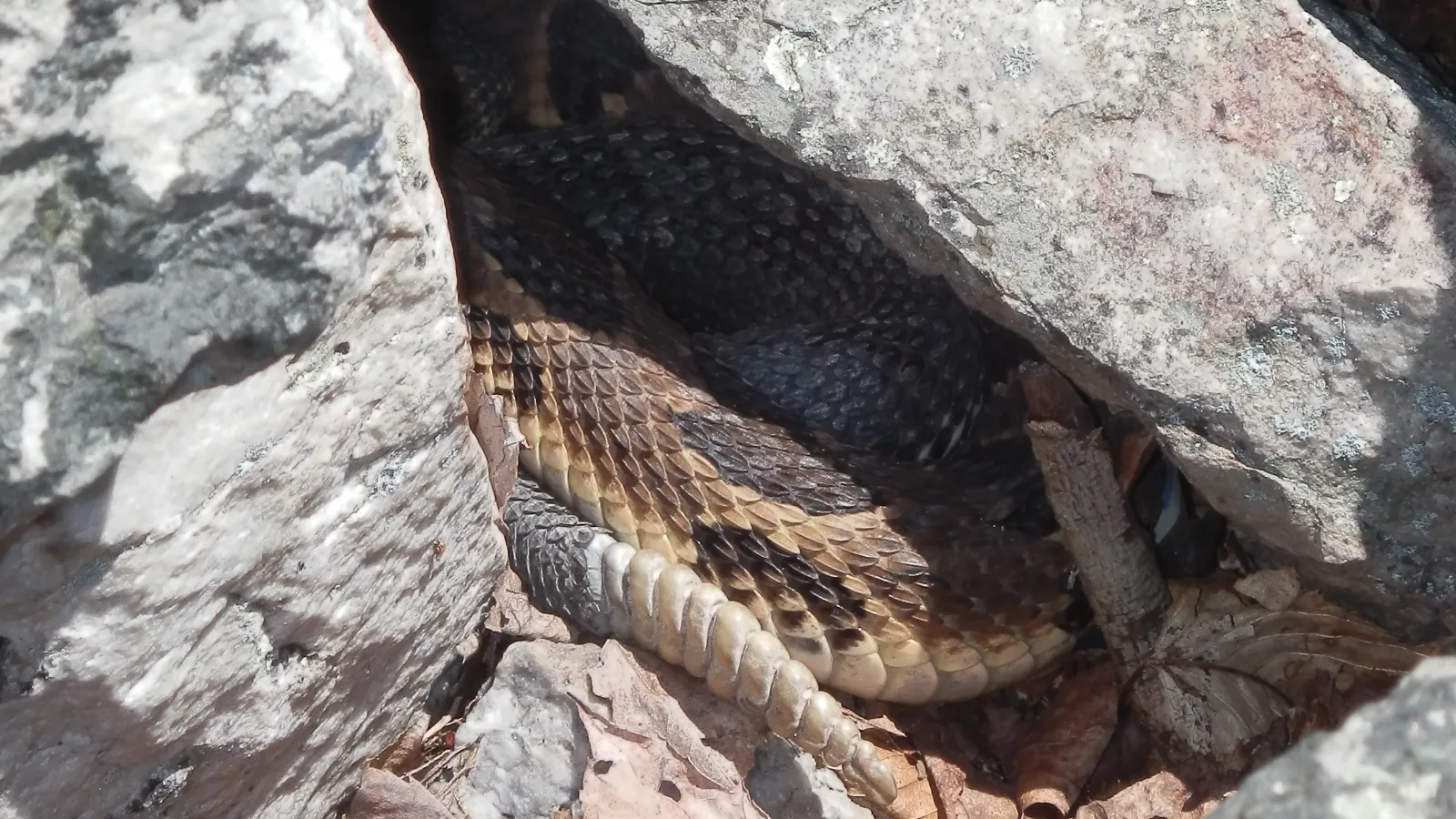 A rattlesnake stretched along a rocky trail edge in bright sun, textured scales and rattle visible, real nature photography style