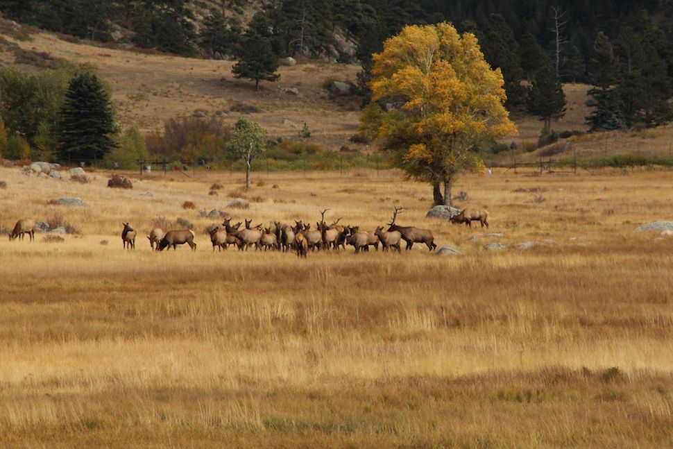 A real photo of a small herd of elk grazing in Moraine Park with golden grass in the foreground and the Rocky Mountains rising behind them under a clear sky