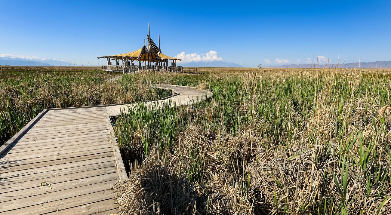 A real photo of a wooden boardwalk cutting through tall marsh grasses at the Great Salt Lake Shorelands Preserve with mountains in the distance