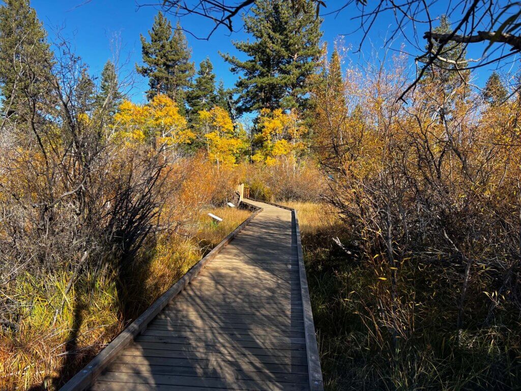 A real photo of a wooden boardwalk trail beside a clear creek in a pine forest at Taylor Creek near South Lake Tahoe