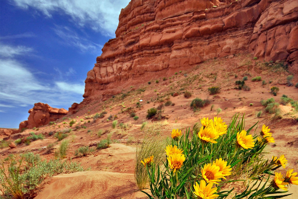 A real photo of the Fruita area in Capitol Reef National Park in spring, with green orchard trees in the foreground and tall red sandstone cliffs rising behind, late afternoon light