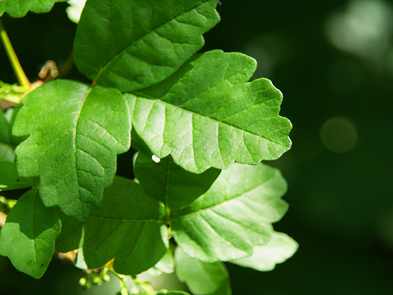 A real photograph close-up of poison oak showing three lobed leaflets on a thin branch in bright natural light