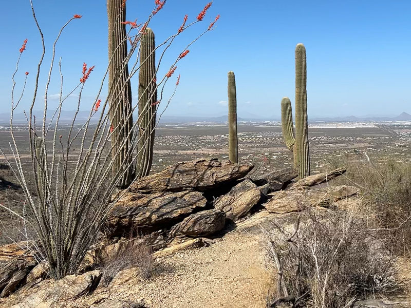 A real photograph from a rocky overlook on Tanque Verde Ridge looking out over Tucson with saguaro cacti in the foreground