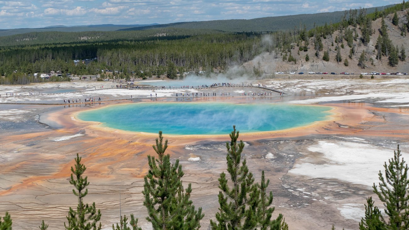 A real photograph from the Grand Prismatic Spring overlook showing the bright rainbow colors of the hot spring with steam rising and evergreen trees in the foreground