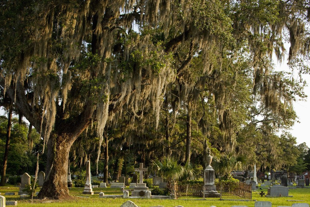A real photograph of Bonaventure Cemetery in Savannah showing historic headstones and ornate statues beneath live oak trees draped in Spanish moss