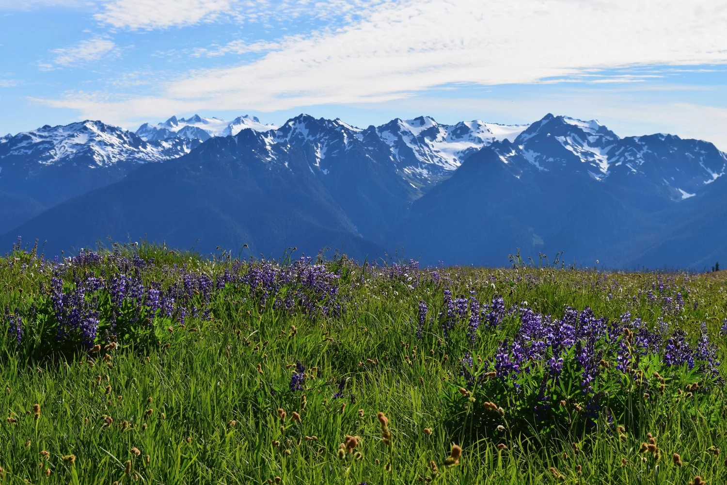 A real photograph of Hurricane Ridge in Olympic National Park on a clear summer day, with layered mountain ridgelines, alpine meadows in the foreground, and distant peaks under blue sky