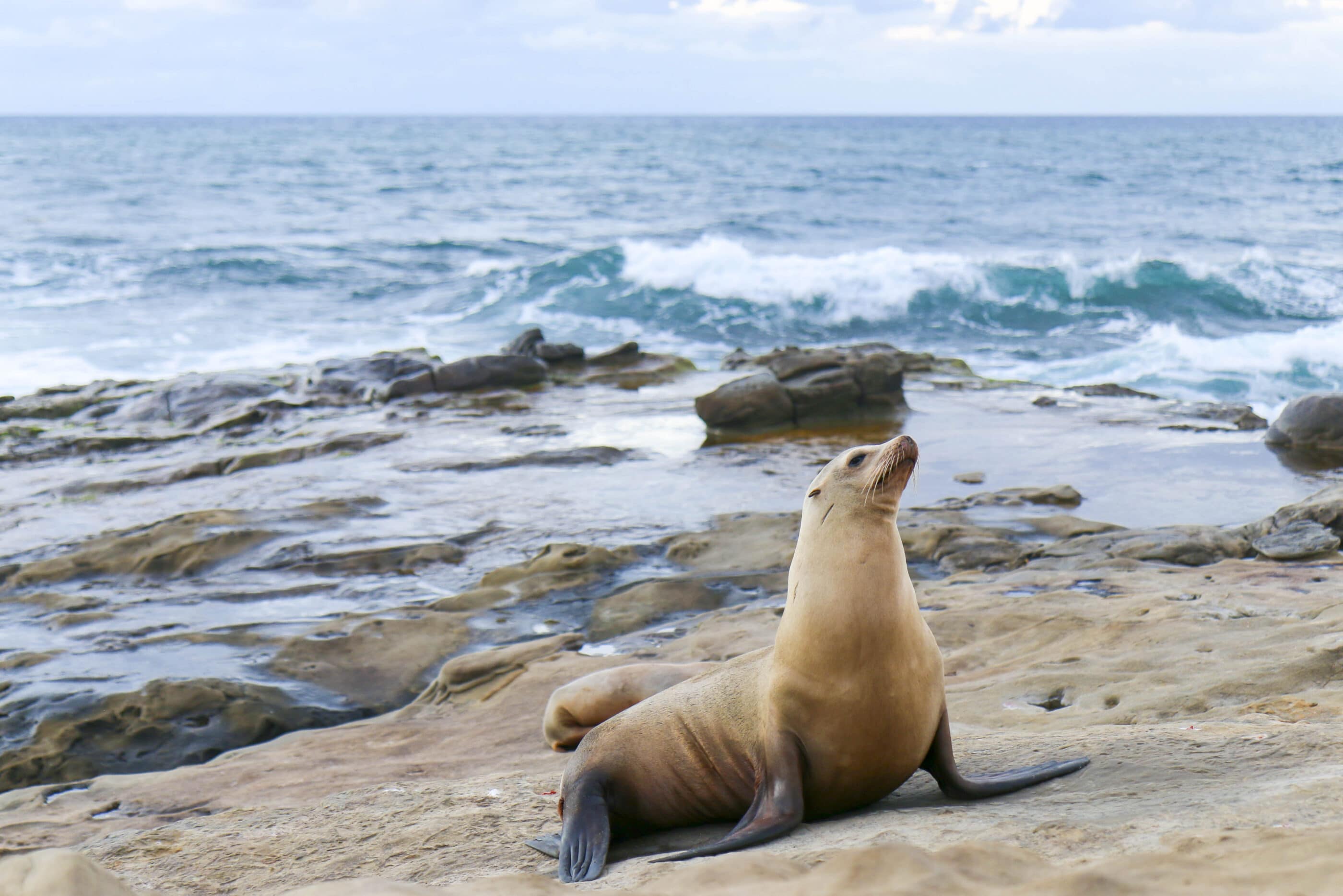 A real photograph of La Jolla Cove in San Diego on a bright morning, with sea lions resting on rocks and clear water near the shoreline