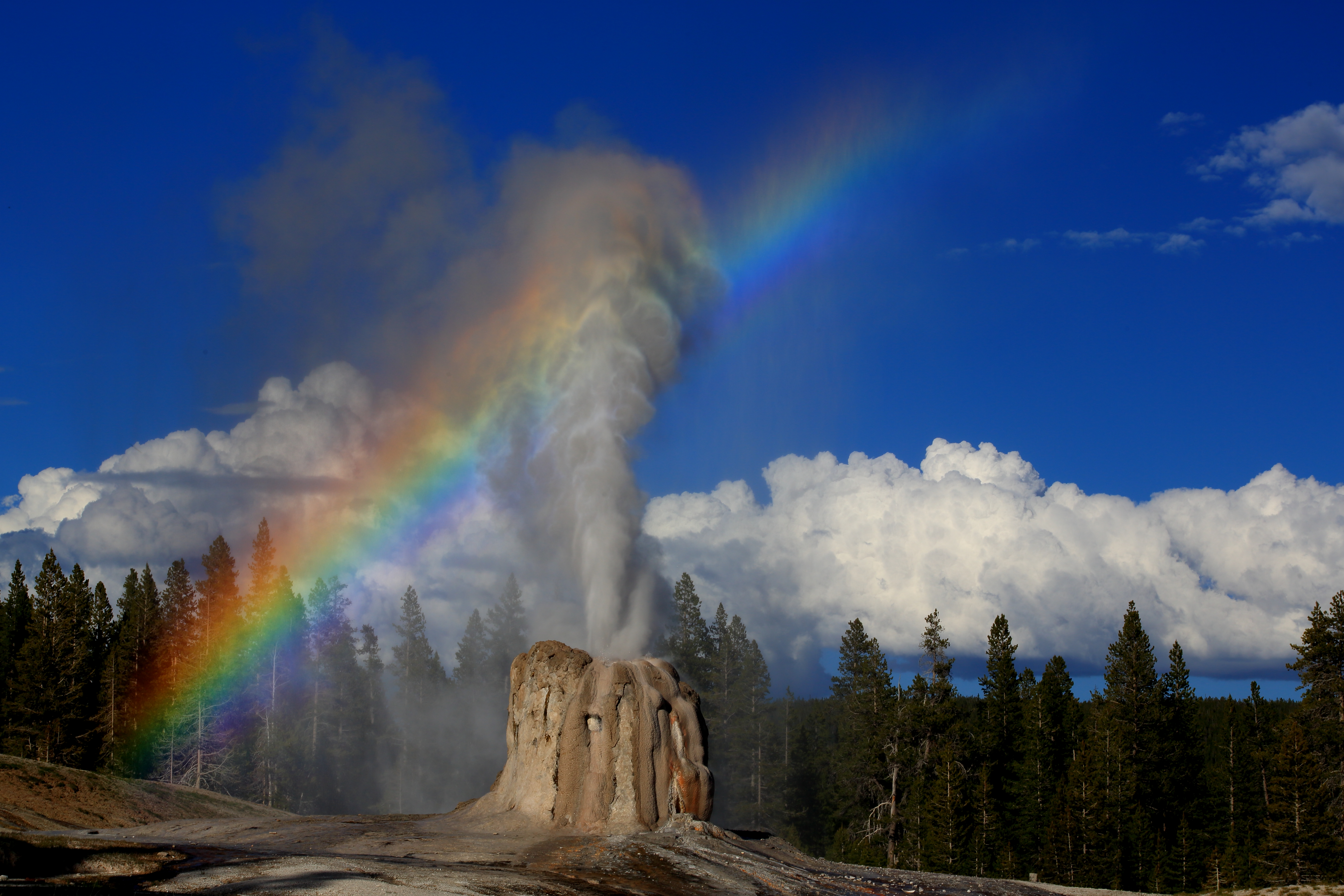 A real photograph of Lone Star Geyser erupting in Yellowstone with a plume of water and steam rising above a forested clearing