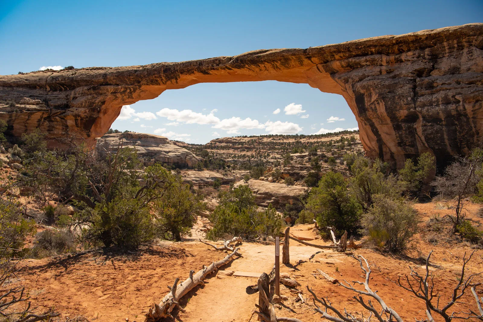A real photograph of Owachomo Bridge seen from an overlook at Natural Bridges National Monument in Utah, with the pale sandstone bridge spanning a canyon and desert shrubs in the foreground under clear afternoon light
