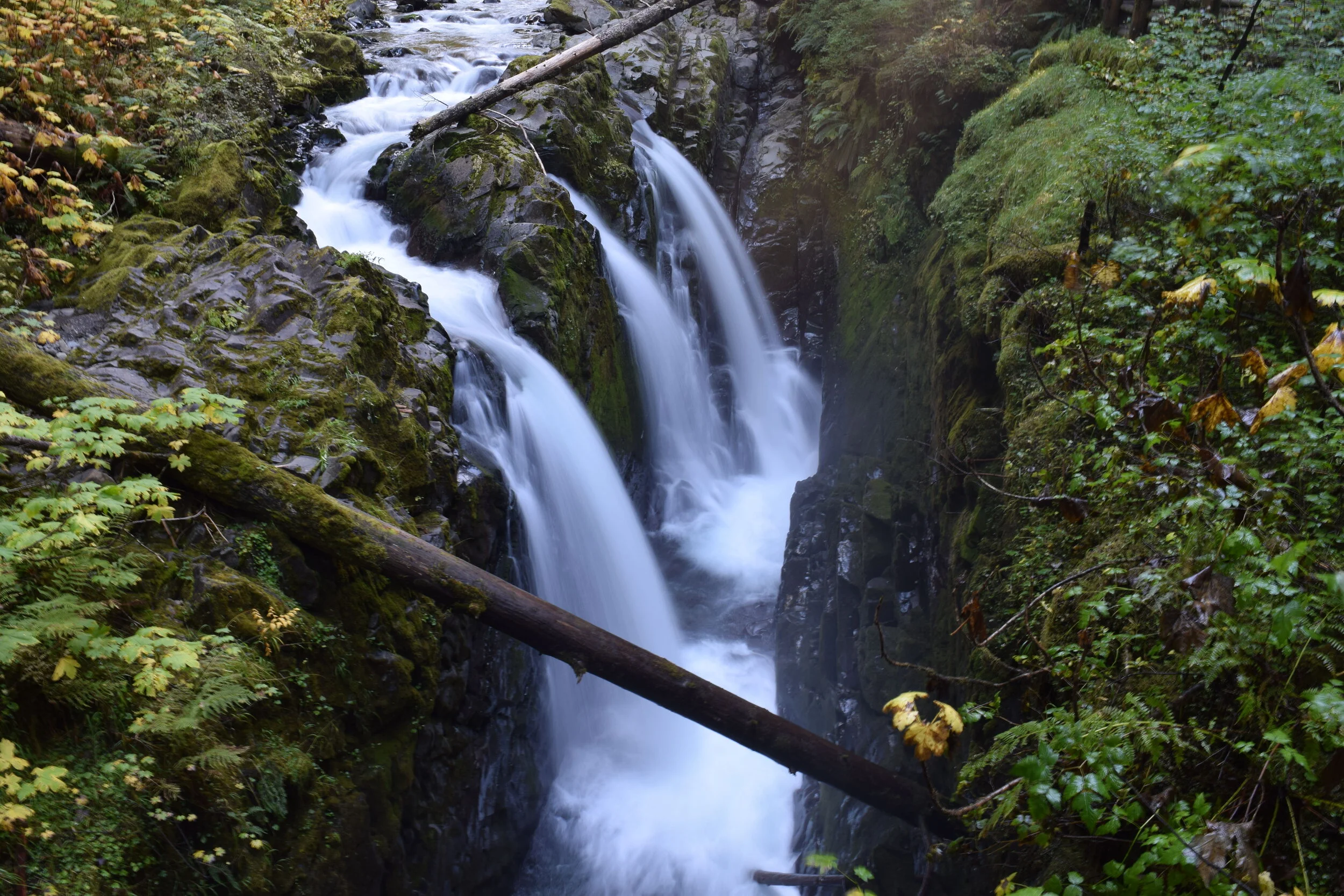 A real photograph of Sol Duc Falls pouring into a rocky channel, surrounded by lush green moss and ferns in an old-growth forest, soft overcast light