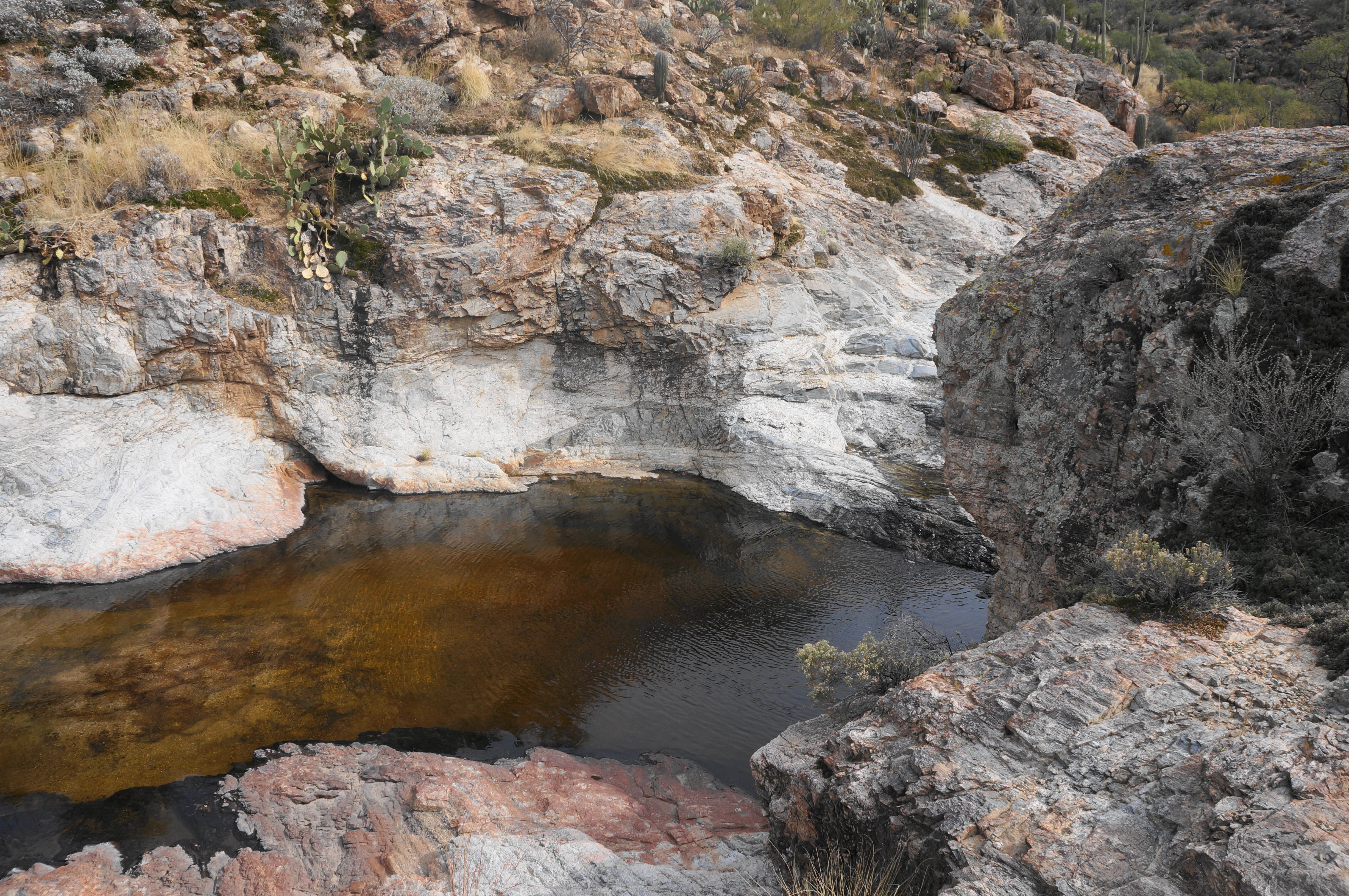 A real photograph of Wildhorse Tank in Saguaro National Park East, showing a rocky basin with a small pool of water surrounded by desert vegetation