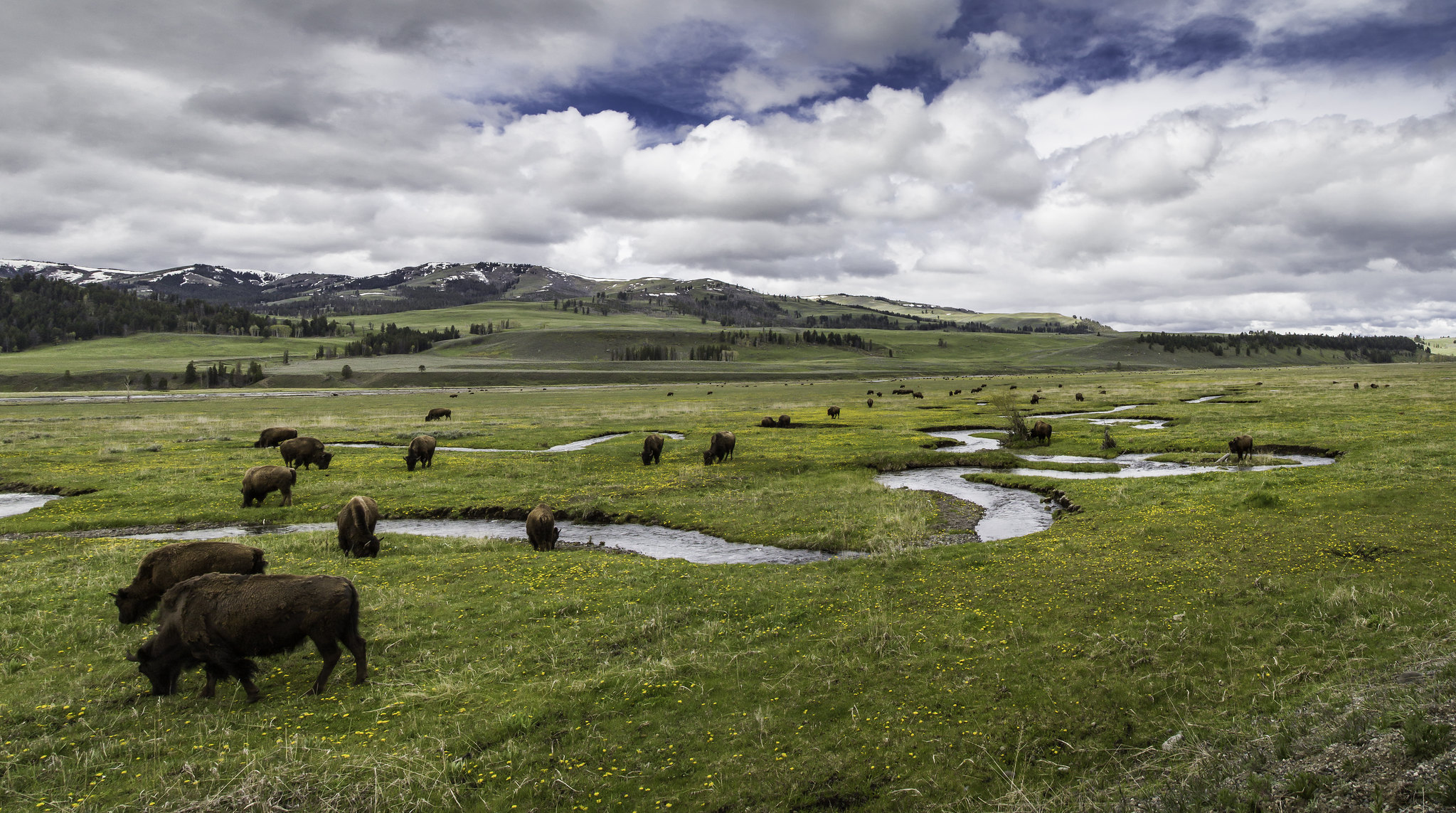 A real photograph of a bison grazing in Lamar Valley in Yellowstone with rolling sagebrush hills and distant mountains under soft morning light, wildlife photography