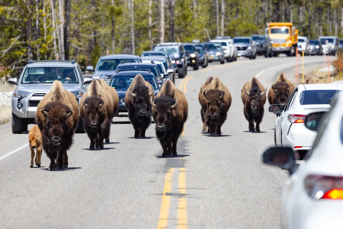 A real photograph of a bison walking down the center of a two-lane Yellowstone road with a line of stopped cars behind it in daylight