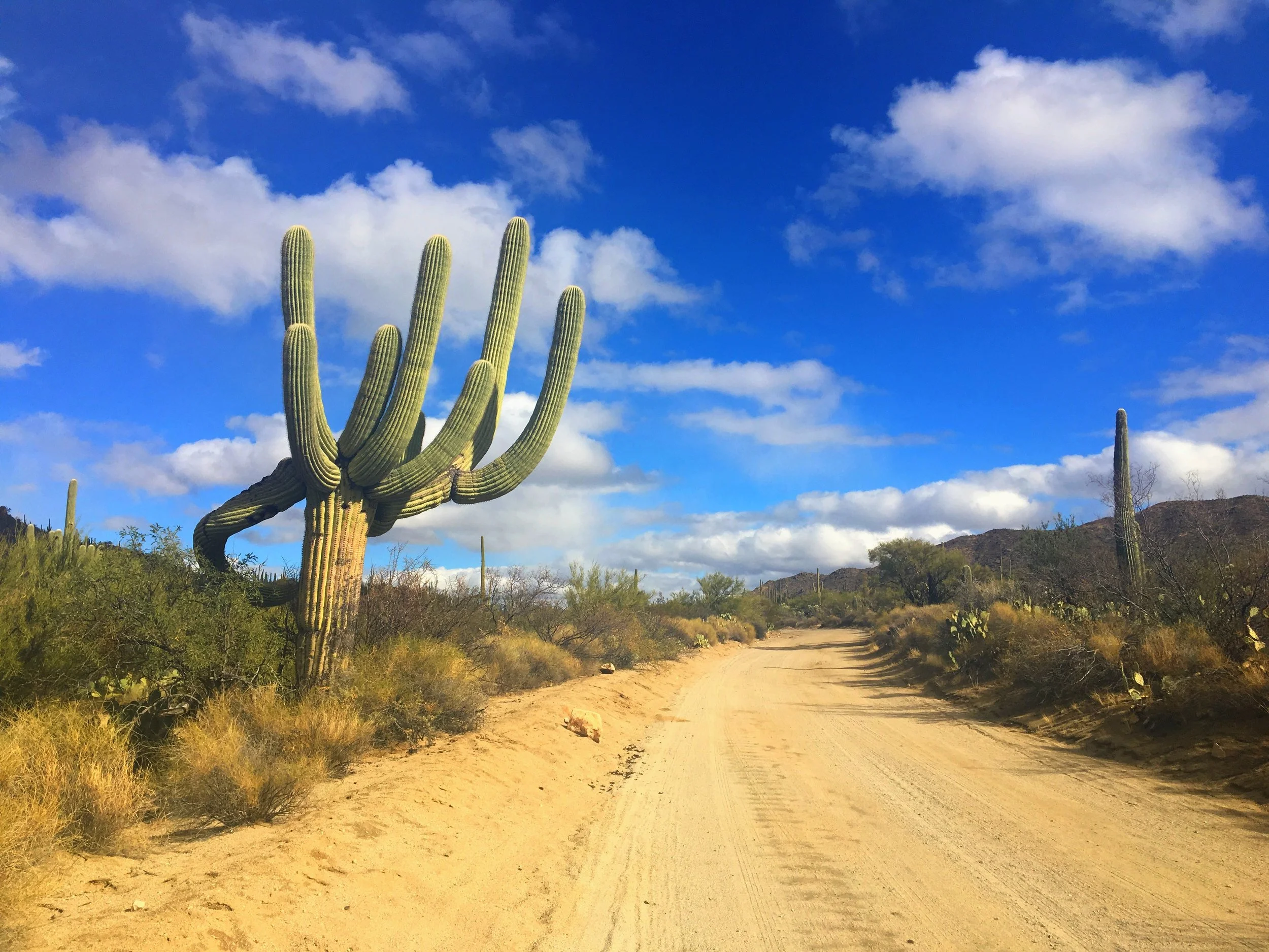 A real photograph of a graded dirt road curving through a dense stand of saguaro cacti with low mountains in the background in Saguaro National Park West