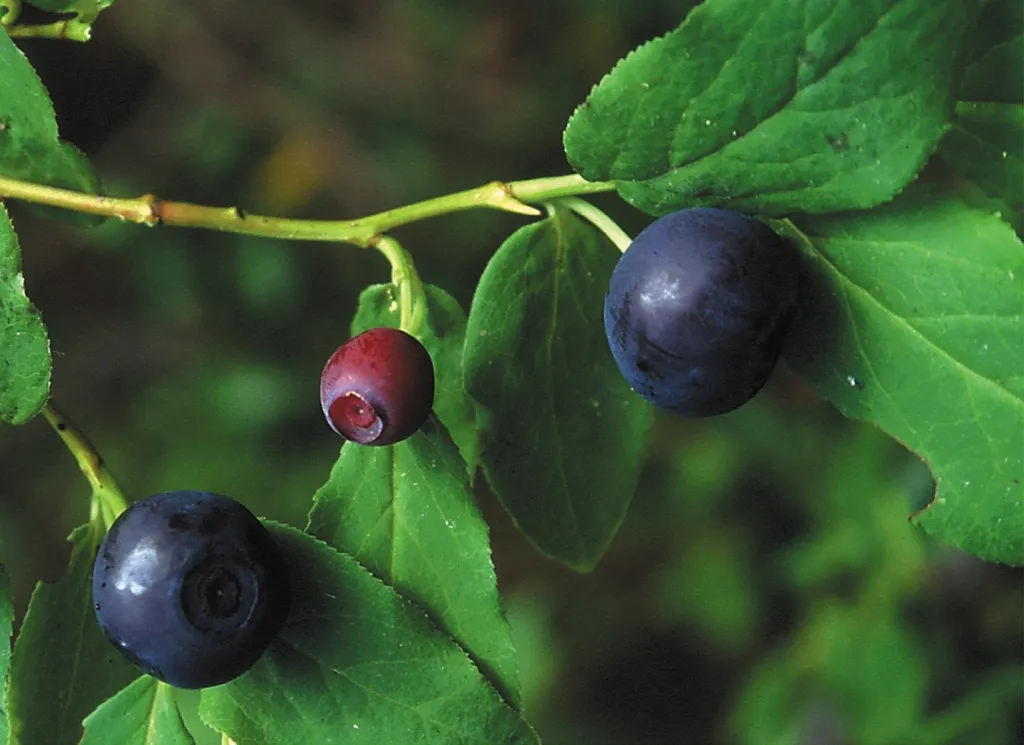 A real photograph of a hand holding ripe huckleberries beside a trail in Glacier National Park in September, with red-tinged berry leaves and forest in the background