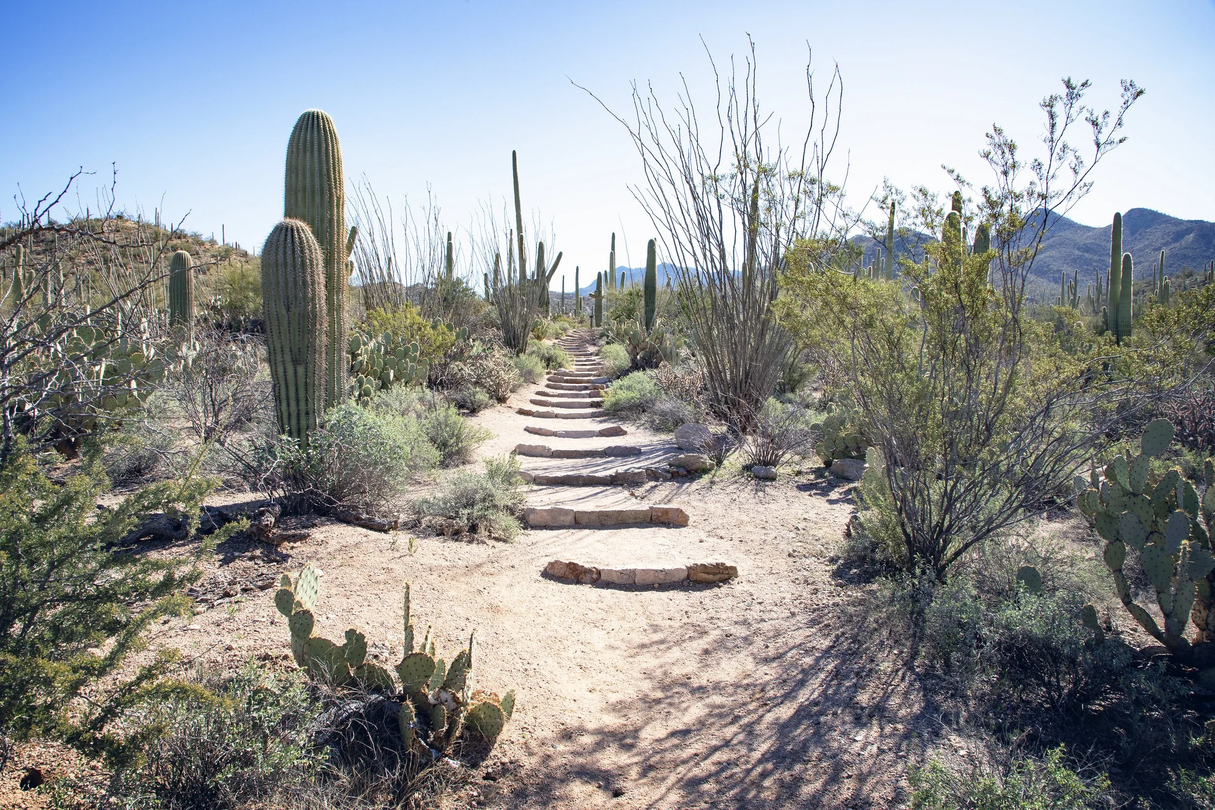 A real photograph of a hiking trail winding through desert brush and saguaro cacti with the Rincon Mountains rising in the distance in Saguaro National Park East