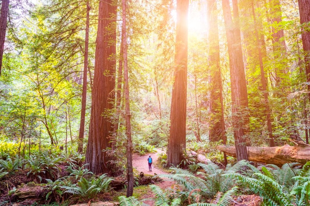 A real photograph of a lone hiker standing on a soft fern-covered trail beneath towering coast redwoods in Redwood National and State Parks, with morning light filtering through the canopy