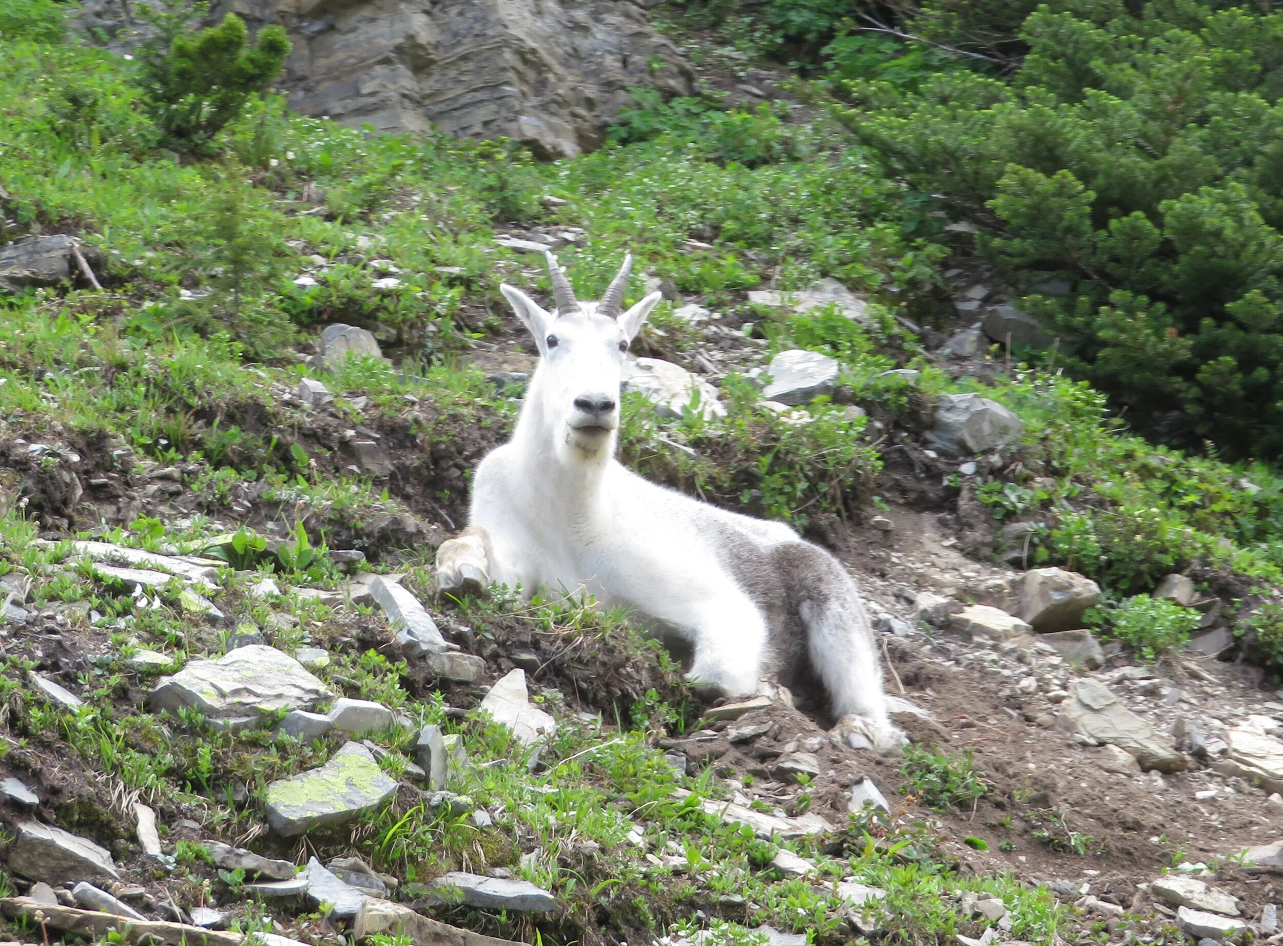 A real photograph of a mountain goat standing near a roadside turnout in Glacier National Park, with visitors watching from a safe distance and alpine mountains behind