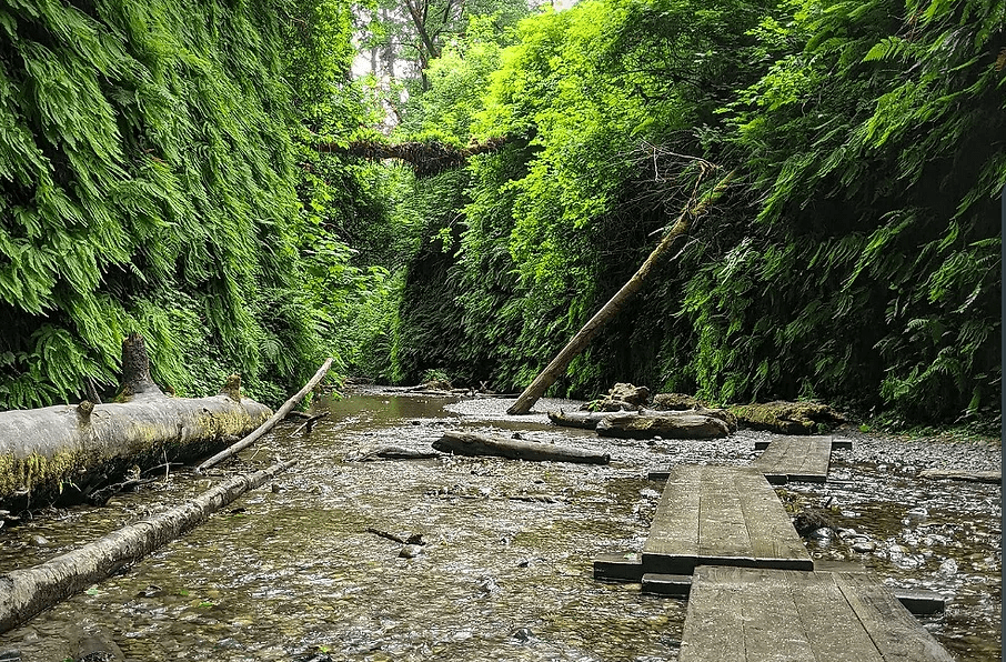 A real photograph of a narrow wooden footbridge spanning a shallow stream inside Fern Canyon, with lush ferns hanging from steep canyon walls