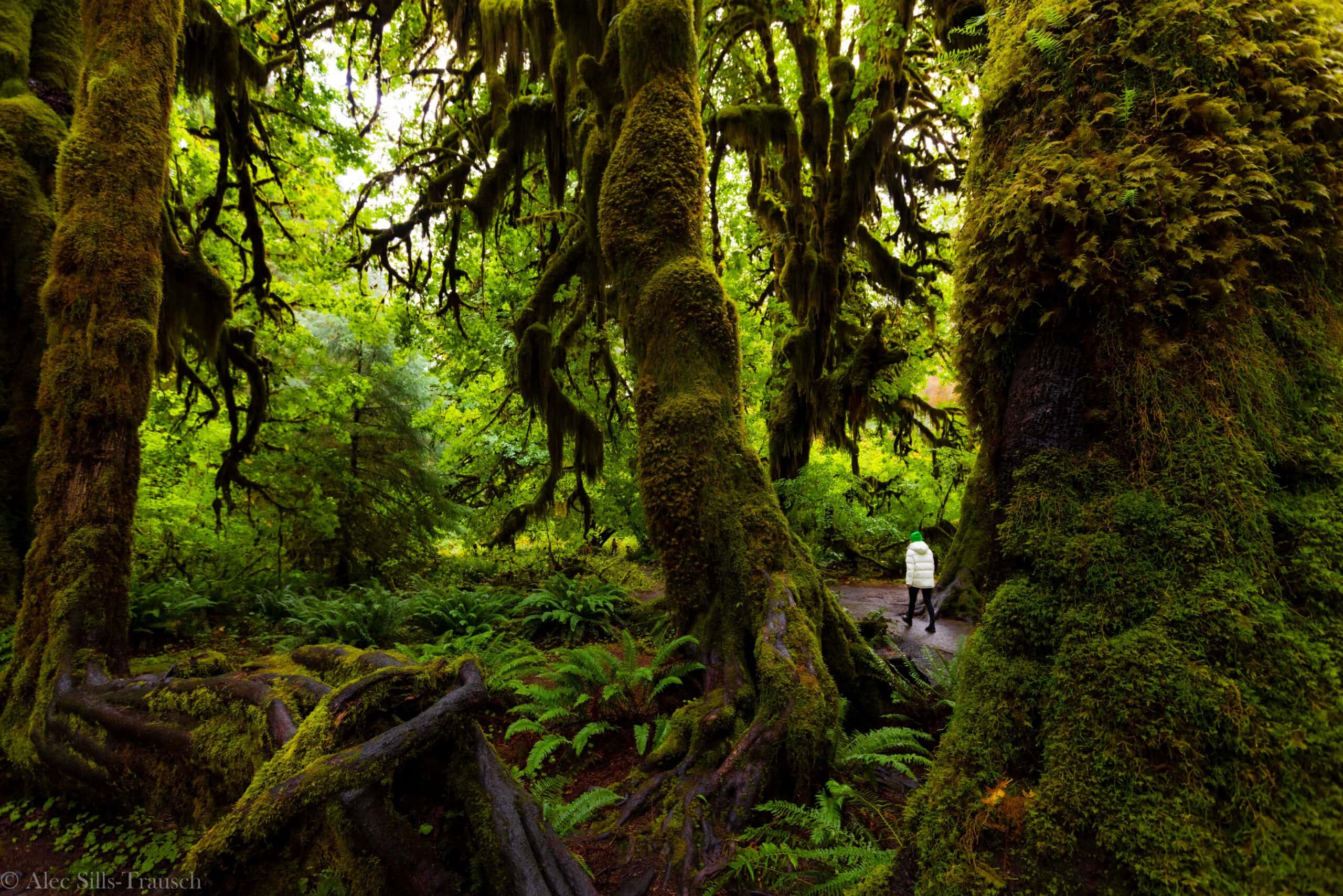 A real photograph of a quiet Hoh Rainforest trail in the morning with soft mist between mossy trunks and a few hikers in rain jackets walking away