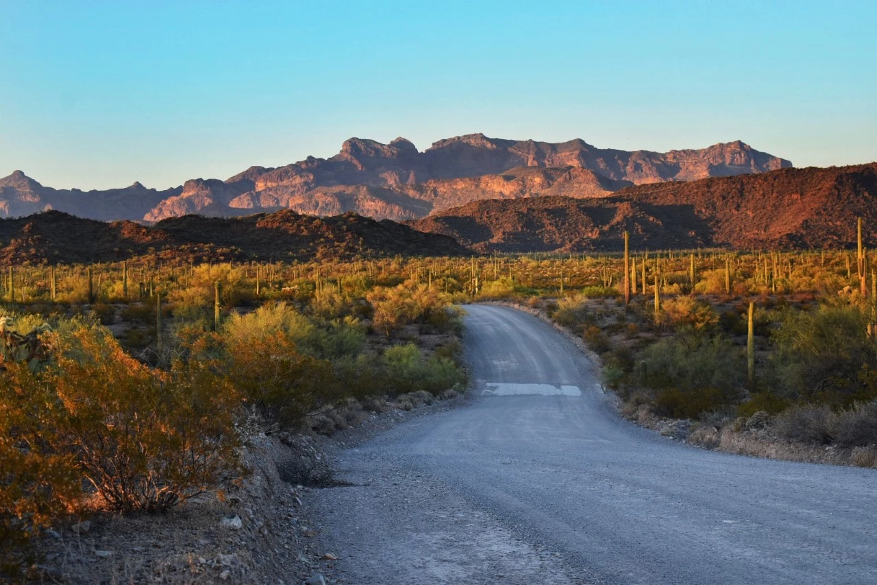 A real photograph of a quiet desert road in Organ Pipe Cactus National Monument curving toward rugged mountains with sparse desert shrubs and cacti along the shoulder