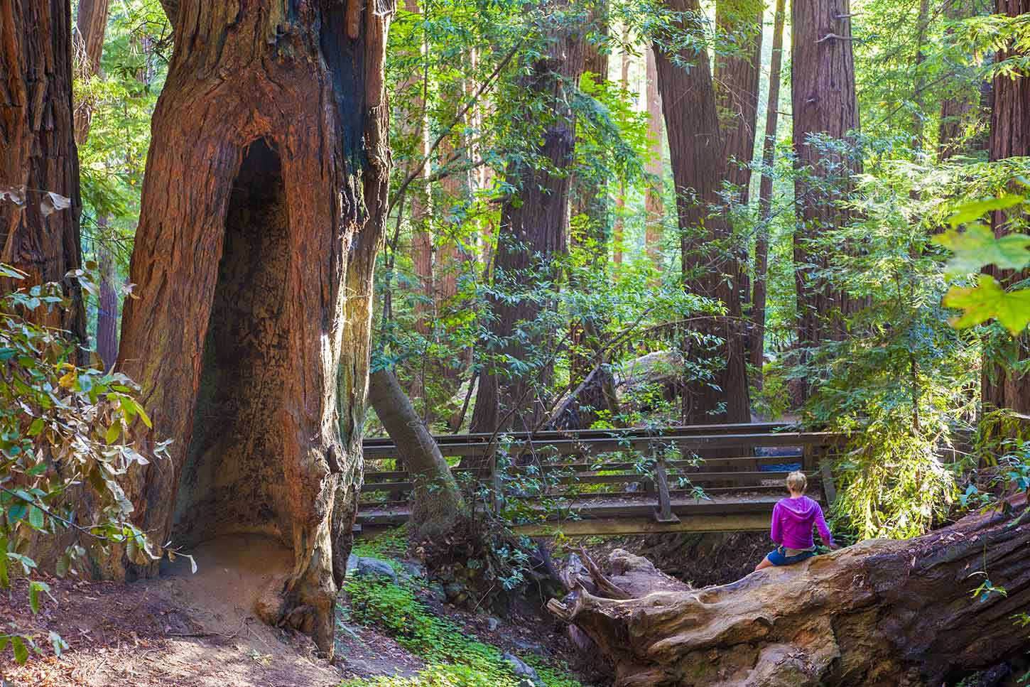 A real photograph of a redwood forest trail in Pfeiffer Big Sur State Park with tall trunks, dappled light, and a narrow dirt path