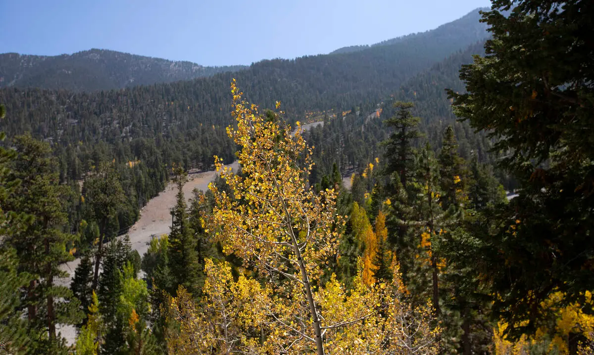 A real photograph of a shaded hiking trail in Mount Charleston with tall pine trees, dappled sunlight on the path, and a hiker walking away from the camera