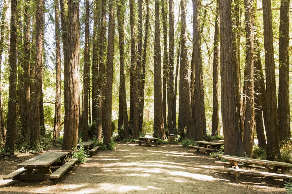 A real photograph of a shaded picnic area in Mount Charleston with a wooden picnic table under tall pine trees and sunlight filtering through the branches