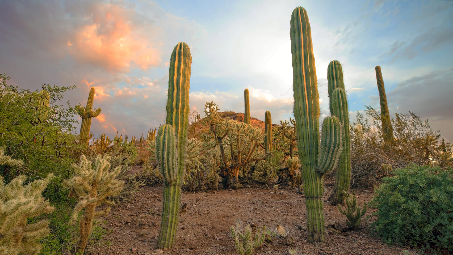 A real photograph of a tall saguaro cactus close-up at Desert Botanical Garden in Phoenix, with textured arms and clear blue sky behind it