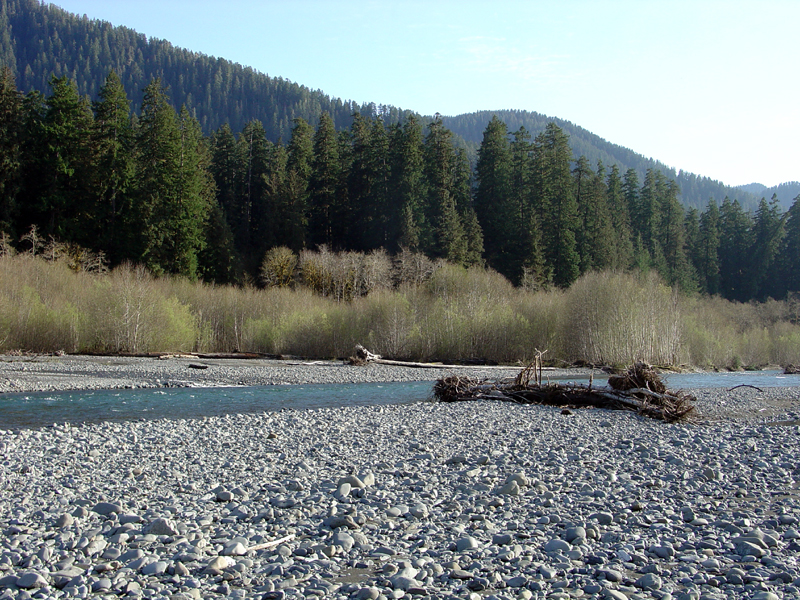 A real photograph of a wide gravel bar beside the Hoh River, with pale stones in the foreground and a braided, fast-moving blue-gray river backed by dense rainforest and misty hills